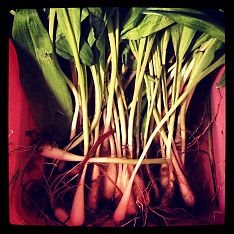 Locally Foraged Ramps